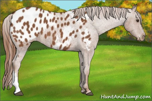 Horse Color:Chestnut Near Leopard 
