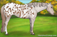 Horse Color:Chestnut Near Leopard 