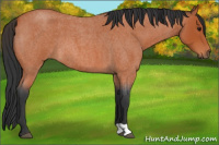 Horse Color:Bay Roan