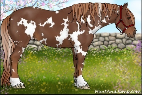 Horse Color:White Spotted Chestnut 