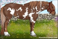 Horse Color:White Spotted Chestnut