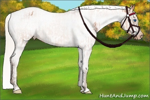 Horse Color:Silver Bay Splash Tobiano Frame Blanket  and Silver Bay Roan Varnish 