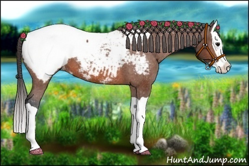 Horse Color:Bay Splash Appaloosa