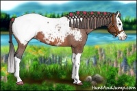 Horse Color:Bay Splash Appaloosa
