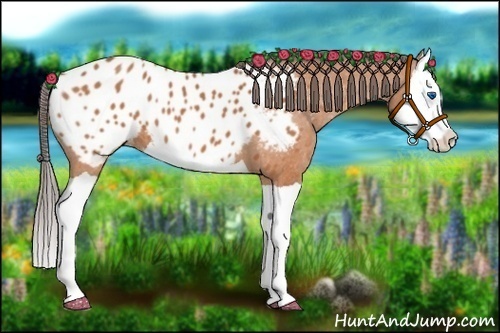 Horse Color:Bay Splash Appaloosa
