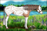 Horse Color:Bay Splash Appaloosa 