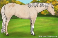 Horse Color:Palomino Appaloosa