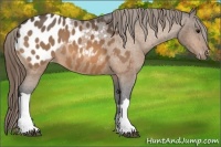 Horse Color:Buckskin Blanket 