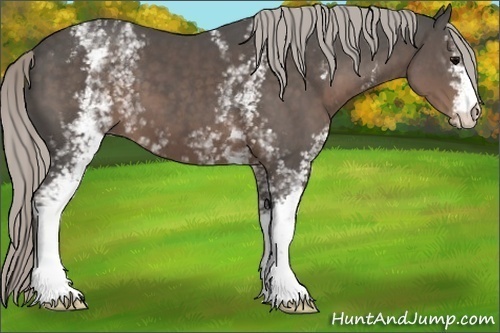 Horse Color:White Spotted Silver Black 