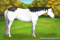 Horse Color:Black Sabino Splash Rabicano
