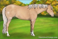 Horse Color:Silver Amber Champagne