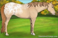 Horse Color:Gold Champagne Ice 