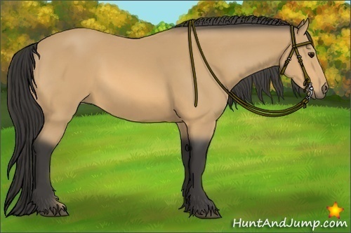 Horse Color:Buckskin 