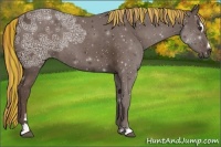 Horse Color:Painted Liver Chestnut Ice Sabino Rabicano