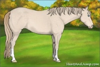 Horse Color:Perlino 