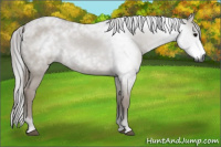Horse Color:Gray Grullo 