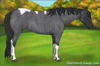 Horse Color:Blue Roan Tobiano