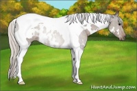Horse Color:White Spotted Silver Black Tobiano 