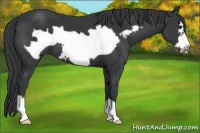 Horse Color:Black Frame 