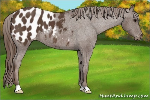 Horse Color:Liver Chestnut Appaloosa