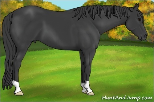 Horse Color:Smoky Black