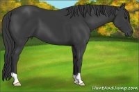 Horse Color:Smoky Black