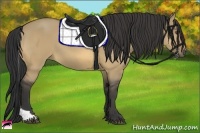 Horse Color:Buckskin Dun Tobiano 