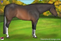 Horse Color:Buckskin Tobiano 