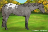 Horse Color:Smoky Black Appaloosa