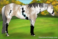 Horse Color:White Spotted Sable Cream Champagne