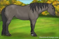 Horse Color:Smoky Grullo
