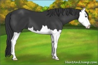 Horse Color:Black Sabino Splash 