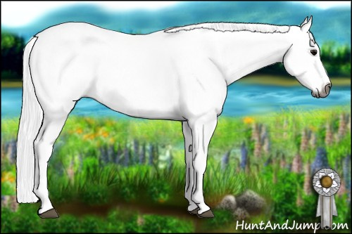 Horse Color:Gray White Spotted Blue Roan 