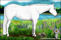 Horse Color:Gray White Spotted Blue Roan 