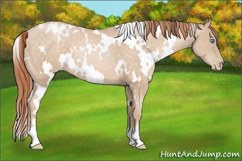 Horse Color:White Spotted Buckskin Pearl 