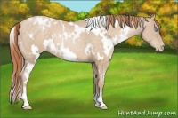 Horse Color:White Spotted Buckskin Pearl 