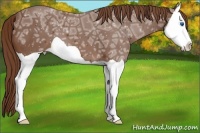 Horse Color:Chestnut Ice Splash 
