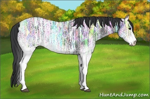 Horse Color:White Spotted Black Ice Rabicano 