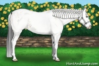 Horse Color:White Spotted Bay Splash 