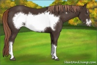 Horse Color:Liver Chestnut Frame 