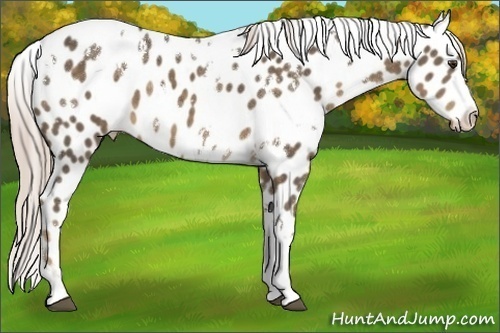 Horse Color:White Spotted Chocolate Palomino Appaloosa 