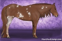 Horse Color:White Spotted Chestnut 