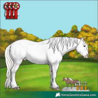 Horse Color:Liver Chestnut Mushroom Varnish 