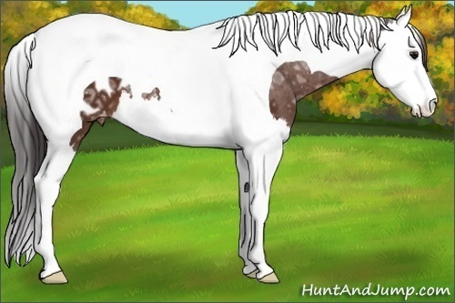 Horse Color:Bay Ice Splash Tobiano Appaloosa 