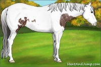 Horse Color:Bay Ice Splash Tobiano Appaloosa