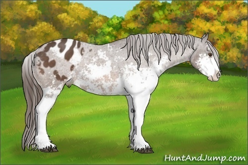 Horse Color:Buckskin Sabino Varnish Rabicano