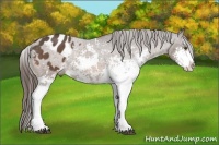 Horse Color:Buckskin Sabino Varnish Rabicano