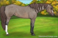 Horse Color:Brown Dun Appaloosa 