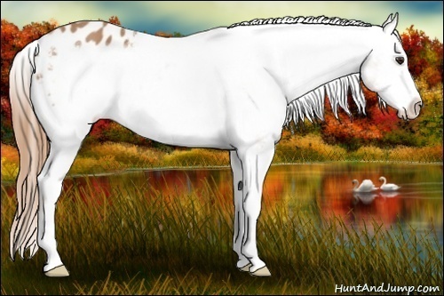 Horse Color:Chestnut Sabino Frame Varnish