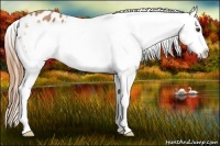 Horse Color:Chestnut Sabino Frame Varnish 